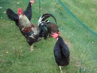Mottled duckwing Leghorn